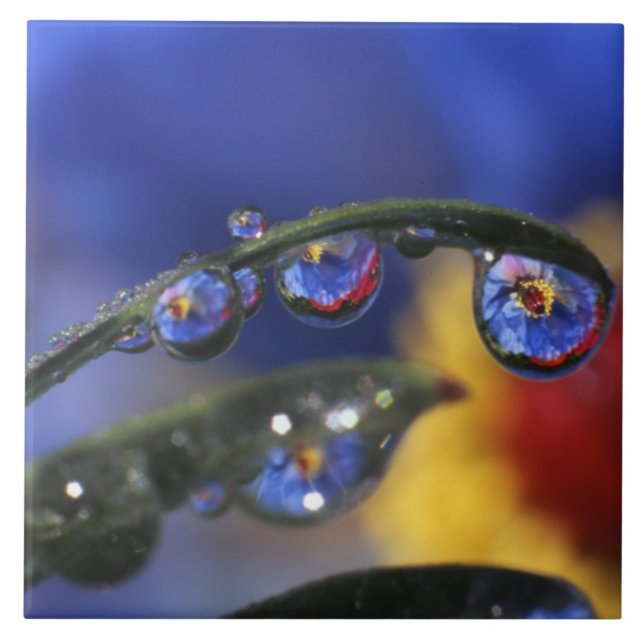 USA, Oregon, Portland, Stängning av ladybird Kakelplatta (Framsidan)