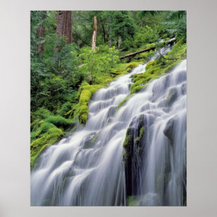 USA, Oregon, Proxy Falls. Proxy Falls forsar Poster