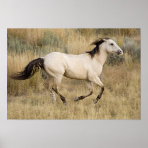 USA, Oregon, Seneca, Ponderosa Ranch. Häst Poster