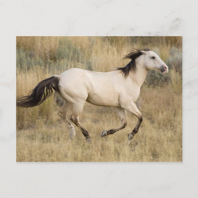 USA Oregon, Seneca, Ponderosa ranch. Häst Vykort (Framsida)