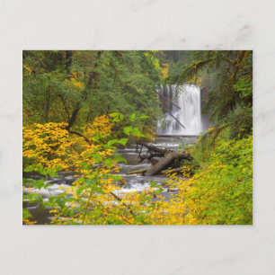 USA, Oregon, Silver Falls State Park 2 Vykort