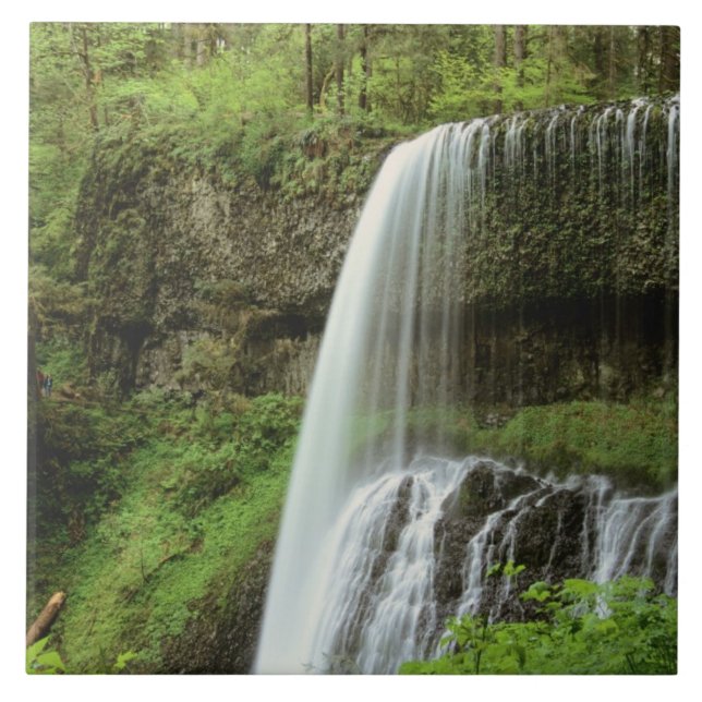 USA, Oregon, Silver Falls State Park. Lägre Kakelplatta (Framsidan)