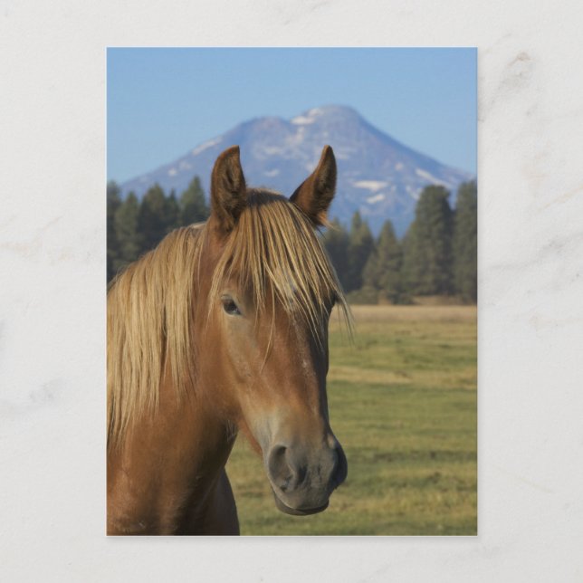 USA, Oregon, Sisters, view of Three Sisters Vykort (Framsida)