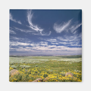 USA, Oregon, Steens Mountain. Våren blommar Magnet