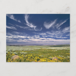 USA, Oregon, Steens Mountain. Våren blommar Vykort