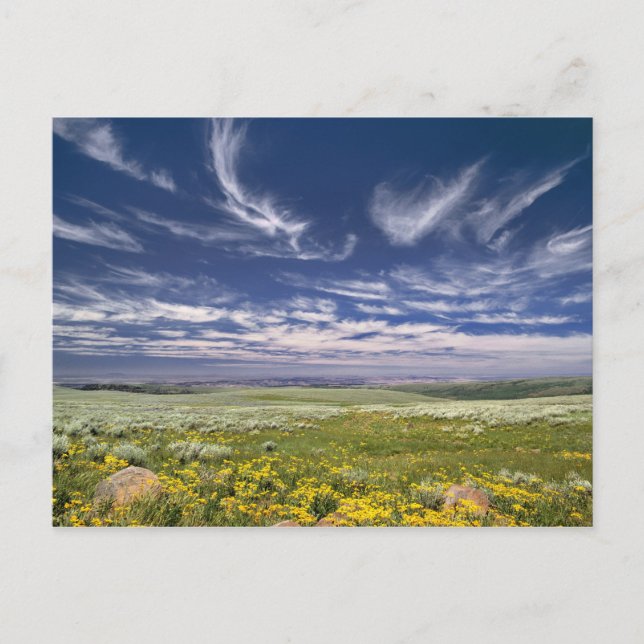 USA, Oregon, Steens Mountain. Våren blommar Vykort (Framsida)