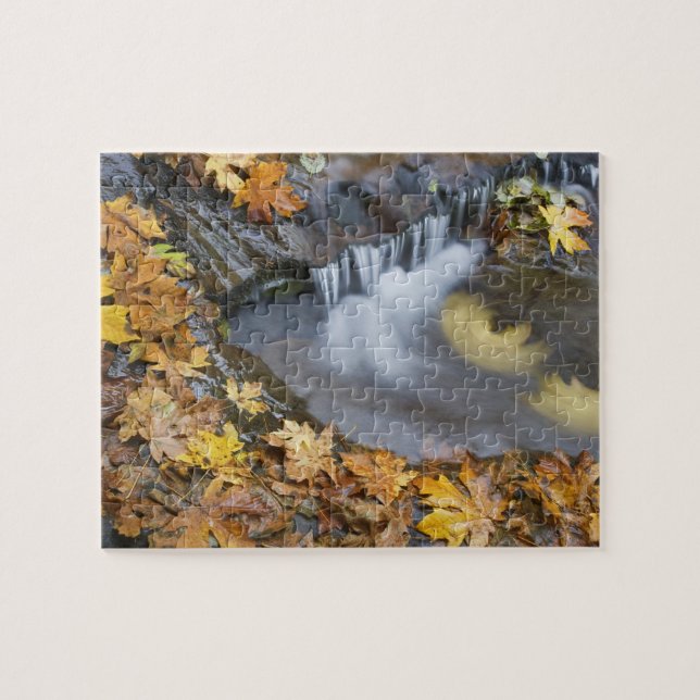 USA, Oregon, Sweet Creek. Fallna lönnlöven Pussel (Horisontell)