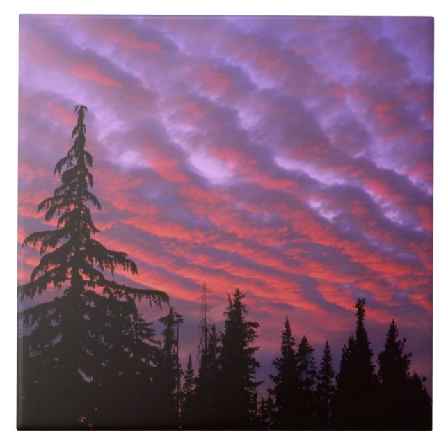 USA, Oregon, Three Sisters Wilderness, Livlig Kakelplatta (Framsidan)