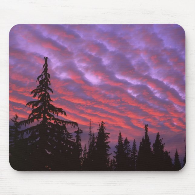 USA, Oregon, Three Sisters Wilderness, Livlig Musmatta (Framsidan)