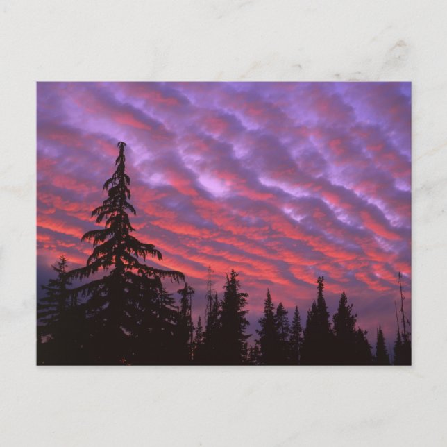 USA, Oregon, Three Sisters Wilderness, Livlig Vykort (Framsida)