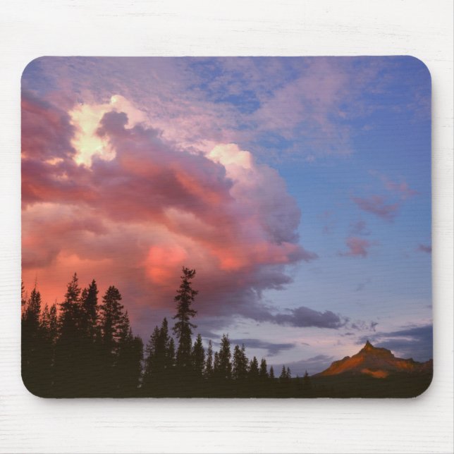 USA, Oregon, Umpqua National Forest. Storm Musmatta (Framsidan)