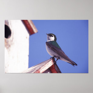 USA, Oregon. Violet Grönt Sväljer Tachycineta Poster