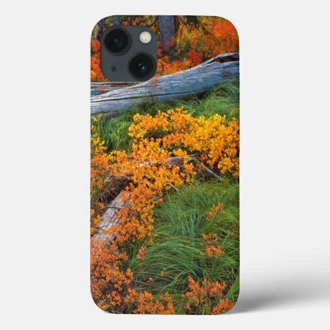 USA, Oregon, Willamette National Forest (Baksida)