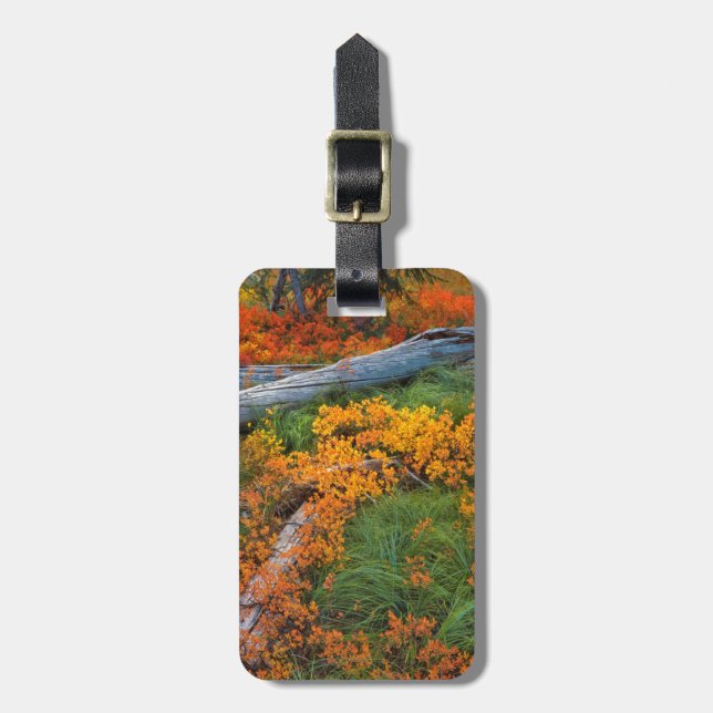 USA, Oregon, Willamette National Forest Bagagebricka (Vertikal Framsida)