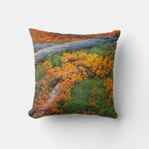 USA, Oregon, Willamette National Forest Kudde