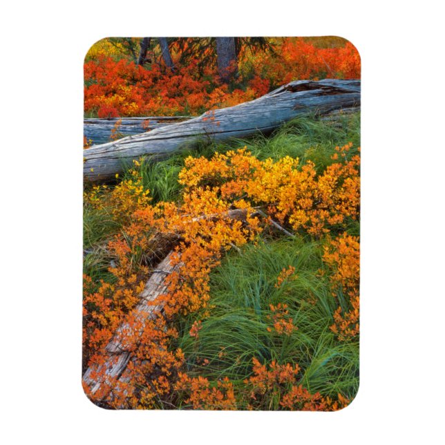 USA, Oregon, Willamette National Forest Magnet (Vertikal)