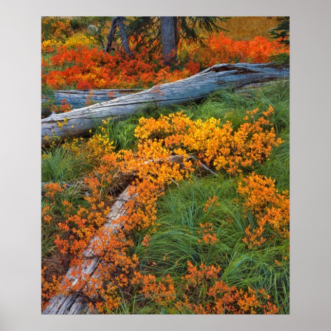 USA, Oregon, Willamette National Forest Poster (Framsidan)
