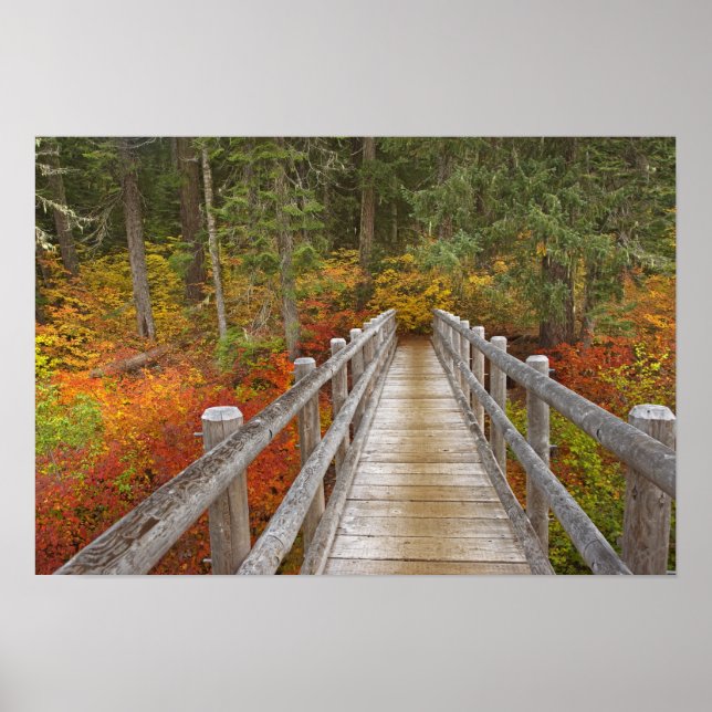 USA, Oregon, Willamette National Forest. Poster (Framsidan)