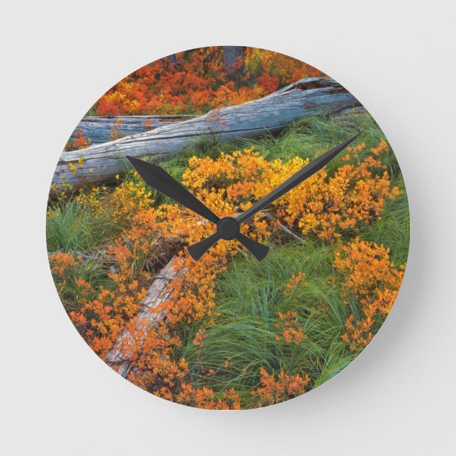 USA, Oregon, Willamette National Forest Rund Klocka (Framsida)
