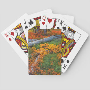 USA, Oregon, Willamette National Forest Spel Kort