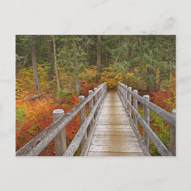 USA, Oregon, Willamette National Forest. Vykort (Framsida)