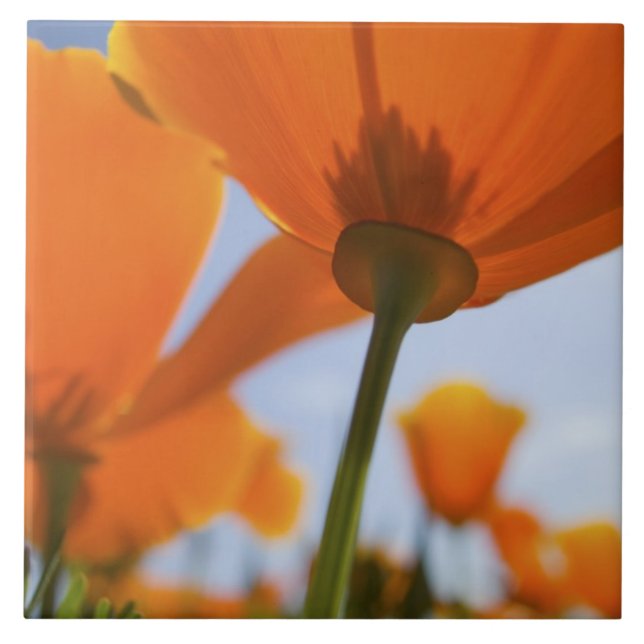 USA, Oregon, Willamette Valley, Close UP of 2 Kakelplatta (Framsidan)