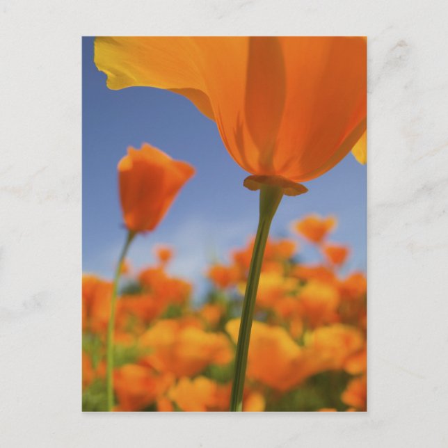 USA, Oregon, Willamette Valley, Close UP of the Vykort (Framsida)