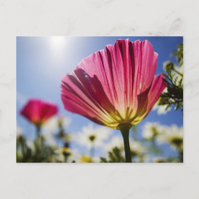 USA, Oregon, Willamette Valley, Close UP of the Vykort (Framsida)