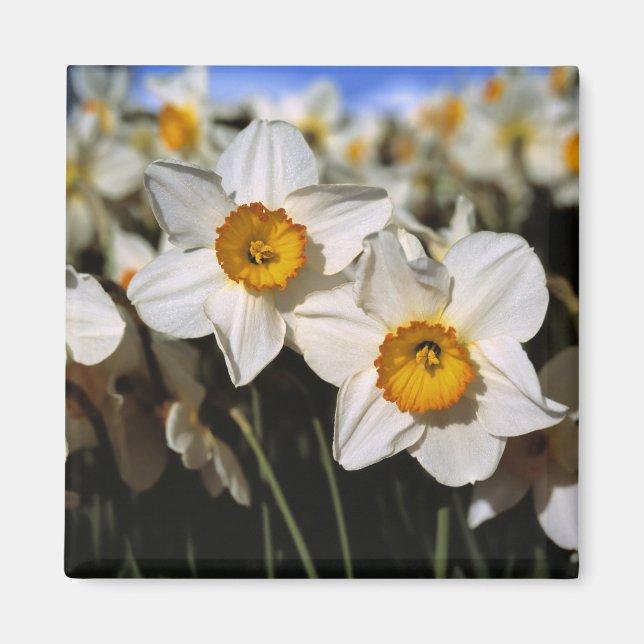 USA, Oregon, Willamette Valley. Daffodils Magnet (Framsidan)