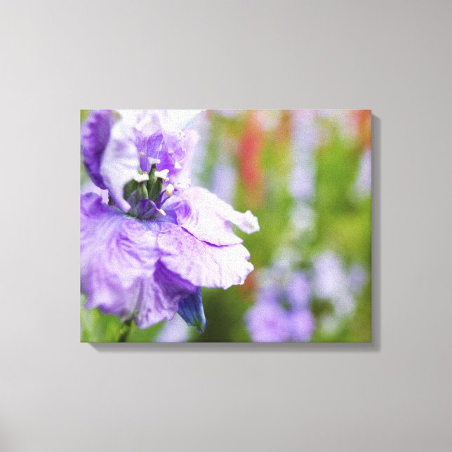 USA, Oregon, Willamette Valley, Larkspur Close 3 Canvastryck (Framsida)