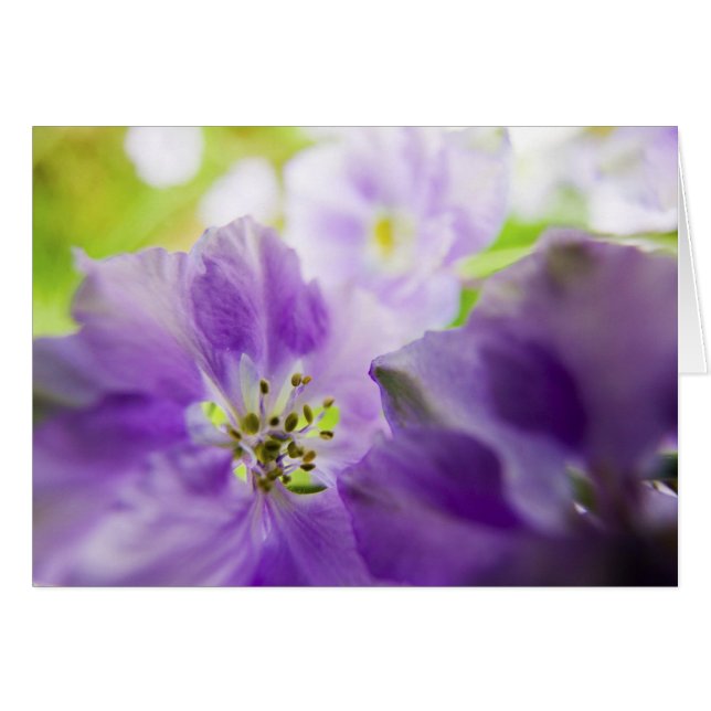 USA, Oregon, Willamette Valley, Larkspur Close Hälsningskort (Framsidan Horizontal)