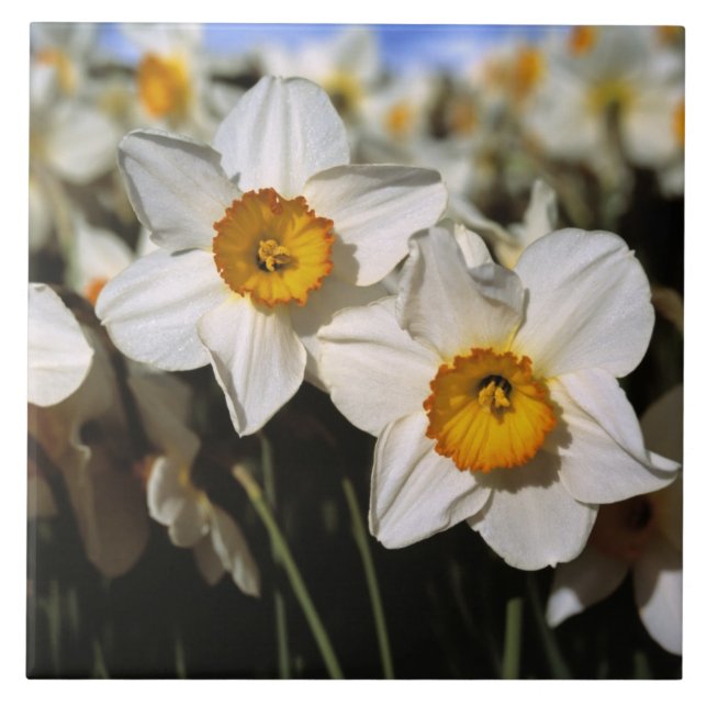 USA, Oregon, Willamette Valley. Narcisser Kakelplatta (Framsidan)