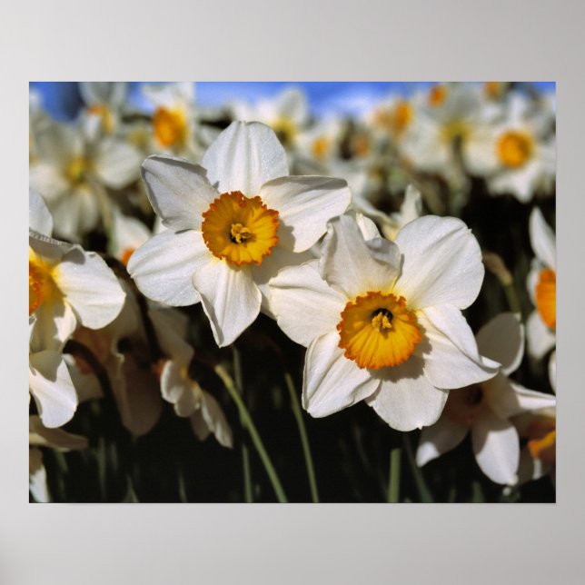USA, Oregon, Willamette Valley. Narcisser Poster (Framsidan)