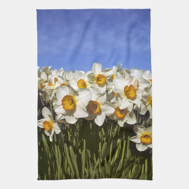 USA, Oregon, Willamette Valley. Narcisser växer Kökshandduk (Vertikal)