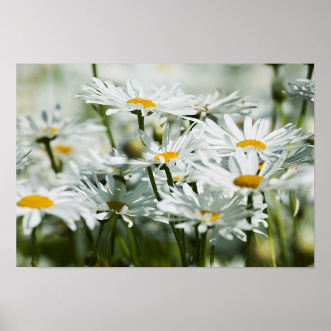 USA, Oregon, Willamette Valley, Seltive Poster (Framsidan)