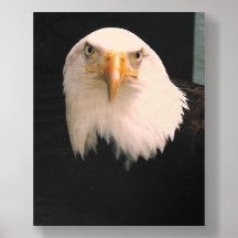 USA ÖRN