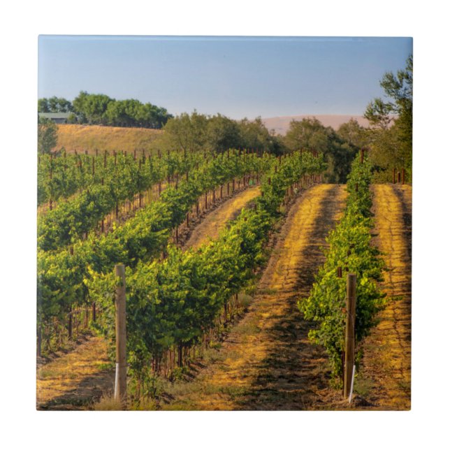 USA, östra Washington, Walla Walla Vineyards Kakelplatta (Framsidan)