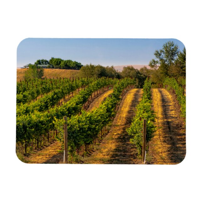 USA, östra Washington, Walla Walla Vineyards Magnet (Horisontell)