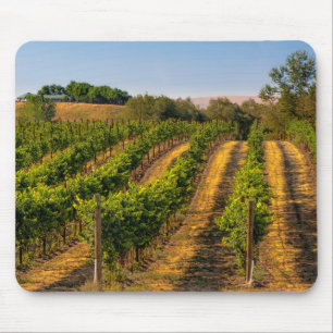 USA, östra Washington, Walla Walla Vineyards Musmatta
