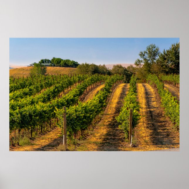 USA, Östra Washington, Walla Walla Vineyards Poster (Framsidan)