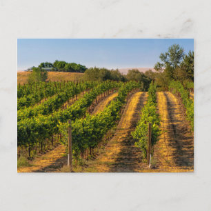 USA, östra Washington, Walla Walla Vineyards Vykort