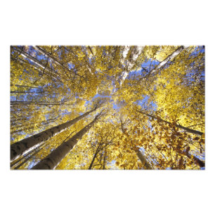 USA, Pacific Northwest. Asp trä i höst Fototryck