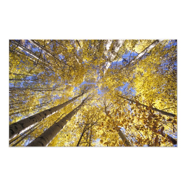 USA, Pacific Northwest. Asp trä i höst Fototryck (Framsidan)