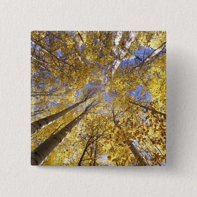 USA, Pacific Northwest. Aspen träd under hösten Knapp (Framsida)