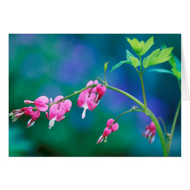 USA, Pennsylvania. Blödande hjärta blommor Hälsningskort (Framsidan Horizontal)