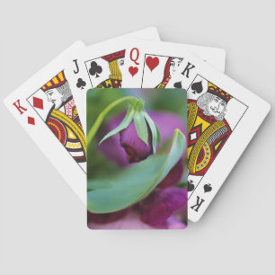 USA, Pennsylvania. Blomkorgsöppning i vår Spel Kort