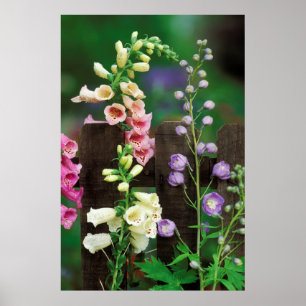 USA, Pennsylvania. Fingerborgsblomma och riddarspo Poster