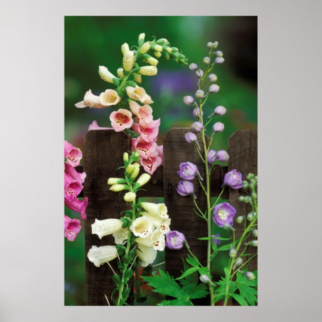USA, Pennsylvania. Fingerborgsblomma och riddarspo Poster (Framsidan)