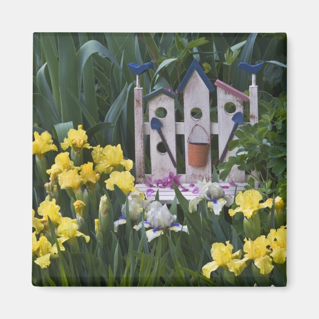 USA, Pennsylvania. Garden-irismen växer upp Magnet (Framsidan)