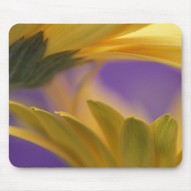 USA, Pennsylvania. Gula Gerbera Daisies, närbild Musmatta (Framsidan)